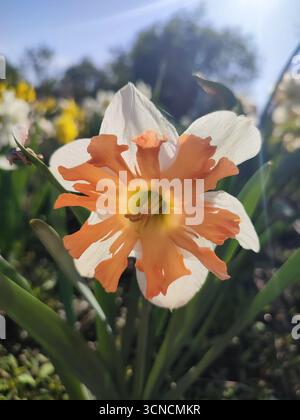 Wunderschöne blühende Blume der Narzissen-Shrike-Sorte. Leuchtend orange Blütenblätter auf weißen Blütenblättern auf grünem Stiel im Boden vor blauem Himmel im Garten am sonnigen Frühlingstag. Auswahl und Züchtung von Blumen Stockfoto