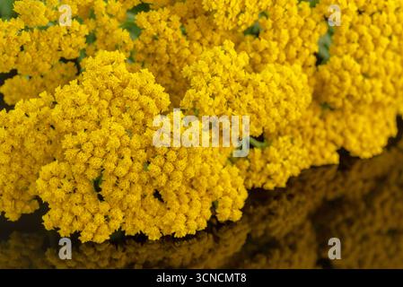 Ein Haufen gelber Blumen mit einer Reflexion im Wasser. Die Blumen sind in voller Blüte und sehr hell und fröhlich Stockfoto