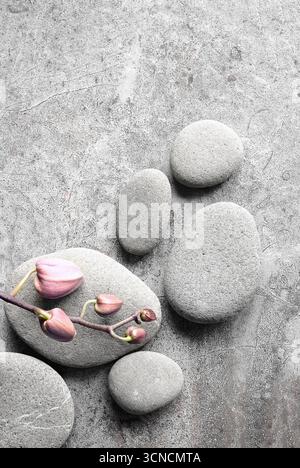 Flache Lay-Komposition mit Spa-Steinen, Orchidee rosa Blütenknospe auf grauem Hintergrund. Spa-Konzept. Stockfoto