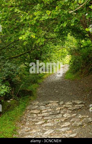 Ein Fußweg, der an einem Sommertag auf dem Land durch einen englischen Wald führt Stockfoto