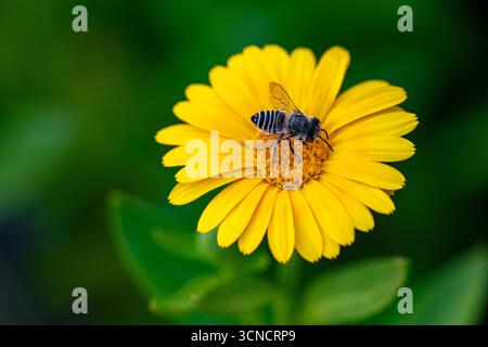Eine gelbe Blume mit einer schwarz-gelb gestreiften Biene. Die Biene sitzt auf der Blume, und die Blume ist von grünen Blättern umgeben. Konzept von Stockfoto