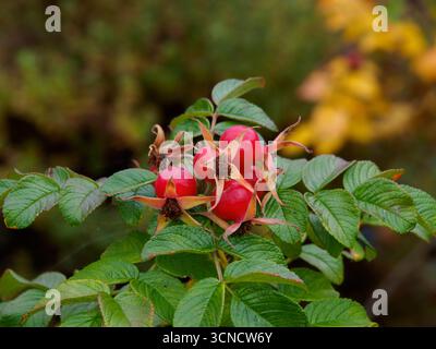 Nahaufnahme Rosenhüften, Früchte der Rugosa Rose (Rosa rugosa) im Garten. Stockfoto