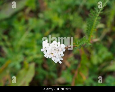 Achillea Millefolium blüht im Wiesenfeld, allgemein bekannt als Schafgarbe oder gewöhnliche Schafgarbe. Kleine weißliche Blüten, hoher Stiel, fernartige Blätter, an Stockfoto