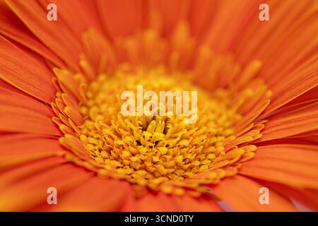 Eine Nahaufnahme einer gelben Blume mit einem braunen Zentrum. Die Blüte ist orange und hat eine braune Mitte Stockfoto
