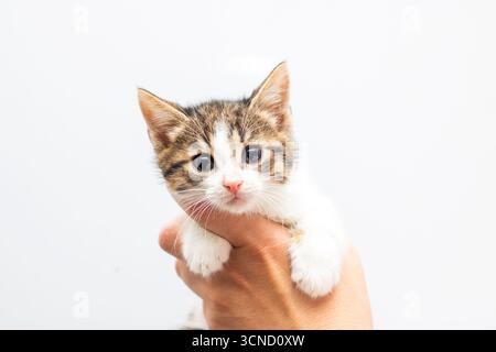 Eine Person hält sanft ein kleines, entzückendes braunes und weißes Kätzchen in der Hand und zeigt seine winzigen Merkmale und Pelzmuster Stockfoto