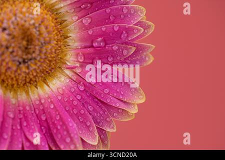 Eine Nahaufnahme einer rosa Blume mit Wassertropfen darauf. Die Tropfen sind klein und verstreut, was der Blüte einen zarten und fast ätherischen Appeal verleiht Stockfoto
