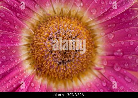 Eine Nahaufnahme einer rosa Blume mit Wassertropfen darauf. Die Tropfen sind klein und verstreut, was der Blume ein frisches und lebendiges Aussehen verleiht Stockfoto