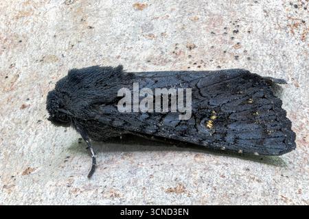 Schwarze rustikale Motte, Aporophyla nigra, alleinerziehender Erwachsener, die auf einem Zweig ruht, Norfolk, Vereinigtes Königreich, 20. September 2025 Stockfoto