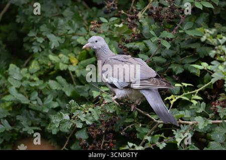 Gemeine Holztaube, Columba palumbus, einzelnes Jungtier im Busch, Norfolk, England, Vereinigtes Königreich Stockfoto