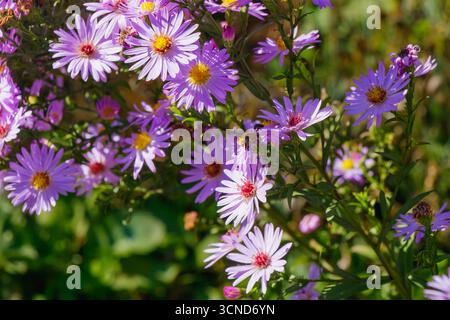 Nahaufnahme von violetten Asterblumen mit hellgelben Zentren, die im Sonnenlicht blühen und die Schönheit der Herbstblüten in einer natürlichen Gartenumgebung einfangen Stockfoto