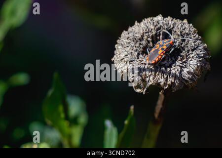 Nahaufnahme eines Feuerwanzes (Pyrrhocoris apterus) mit roten und schwarzen Markierungen auf einem getrockneten Blumenkopf, mit Insektendetails und natürlichem Konstrukt Stockfoto