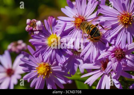 Makroaufnahme einer Honigbiene, die bei hellem Sonnenlicht violette Asterblüten bestäubt, zeigt Details zur Nektarsammlung und der Verbindung zwischen Insekten Stockfoto