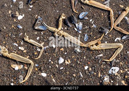 Getrocknete Krabbenbeine und leere Muschelschalen auf der Strandoberfläche nahe am Chalaktyrsky-Strand der Avacha-Bucht im Pazifischen Ozean in Petropawlowsk-Kamtschatski-Ziz Stockfoto