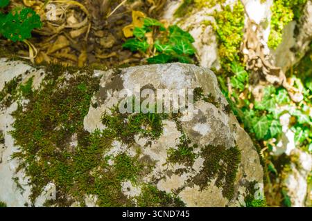 Ein Waldfelsen, der teilweise mit grünem Moos bedeckt ist und von Efeublättern umgeben ist, beleuchtet von sanftem Sonnenlicht, symbolisiert Widerstandsfähigkeit, Erneuerung und die p Stockfoto