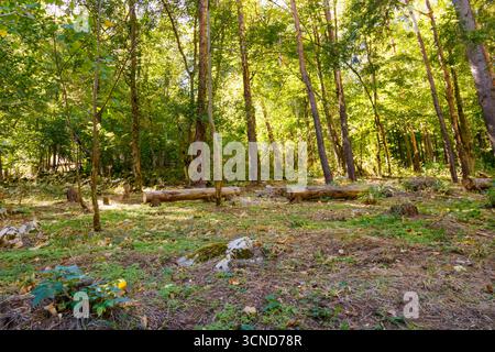 Eine stille Waldlichtung zeigt mehrere gehäufte Baumstämme, die auf dem Boden zwischen hohen Stämmen und grünem Laub liegen und symbolisieren den Zyklus der Natur, die Widerstandsfähigkeit, A Stockfoto
