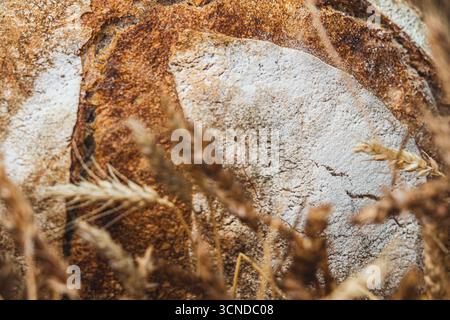 Nahaufnahme von rustikalem Sauerteigbrot mit knuspriger Textur, umgeben von Weizenstielen. Handwerkliches Backwarenprodukt, das natürliche und traditionelle Speisen symbolisiert Stockfoto
