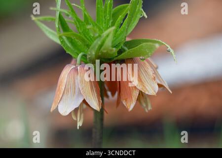 Nahaufnahme von Orangenfritillaria-Blüten mit Tau im Garten Stockfoto