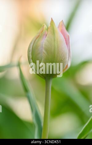 Eine einzelne Blume mit grünem Stiel und rosa Mitte. Die Blume ist von grünem Gras umgeben Stockfoto