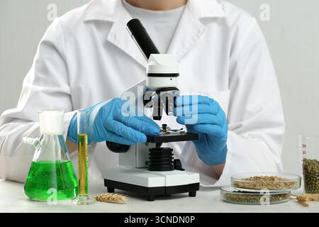Wissenschaftlerin mit Probenflaschen, Mungbohnen und Körnern in Petrischalen auf weißem Tisch, Großaufnahme Stockfoto