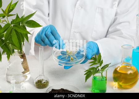 Wissenschaftlerin mit Kolben von Mungbohnen, Sprossen und Proben auf weißem Tisch, Nahaufnahme Stockfoto