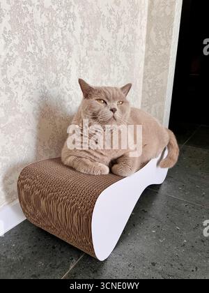 Eine schöne, fette, graue britische Katze liegt faul auf dem Sofa. Stockfoto