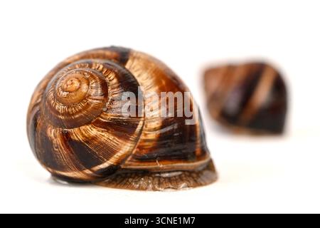Eine kleine braune und braune Schale sitzt auf weißem Hintergrund. Die Schale ist leicht gewölbt und hat eine braune und braune Farbe Stockfoto