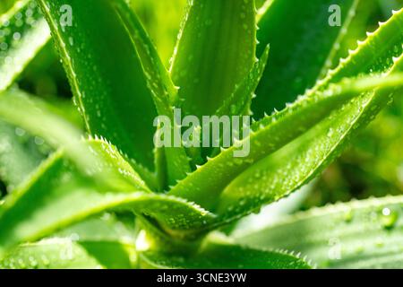 Eine Nahaufnahme einer grünen Aloe Vera Pflanze mit Wassertröpfchen auf ihren Blättern. Die Pflanze ist üppig und lebendig, ihre Blätter glitzern im Sonnenlicht Stockfoto