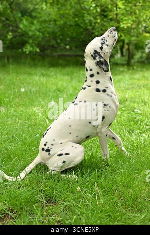 Ein dalmatinischer Hund sitzt auf dem Gras. Der Hund schaut auf etwas in der Ferne Stockfoto