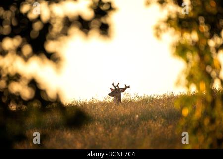 Ein Damhirsch schaut aus dem Feld. Das Hirschgeweih ist noch in Samt. Ein Hirsch schaut bei Sonnenuntergang aus dem Feld. Stockfoto