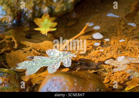 Aus nächster Nähe sehen Sie ein Eichenblatt, das auf einer kleinen Pfütze mit klaren Wassertropfen und weichem Schaum liegt, während andere gefallene Blätter in der Nähe liegen und ein winziges Insekt sitzt o Stockfoto