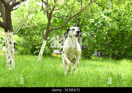 Ein Hund läuft auf einem grasbewachsenen Feld. Der Hund ist schwarz-weiß Stockfoto