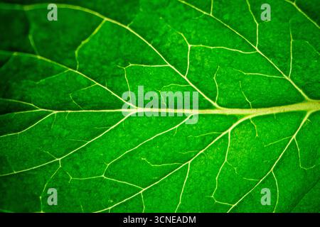 Ein grünes Blatt mit Adern und grünem Stiel. Das Blatt ist sehr detailliert und hat eine große Textur Stockfoto