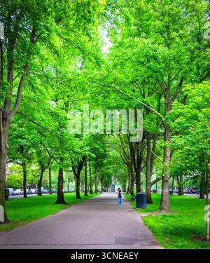 Massachusetts, USA, 9. Juni 2025, Blick auf eine Frau, die durch die Commonwealth Avenue Mall im Viertel Back Bay geht. Stockfoto