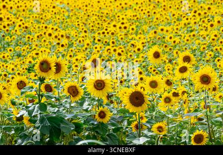 Detailbild eines blühenden Sonnenblumenfeldes in southampton, ny Stockfoto