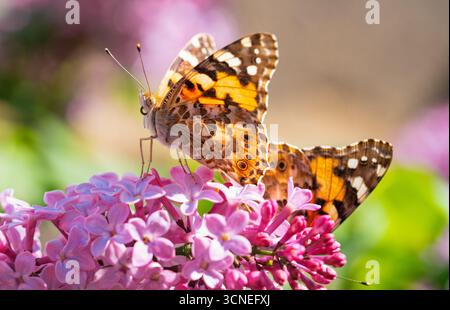 Zwei Schmetterlinge sitzen auf einer rosa Blume. Die Schmetterlinge sind orange und braun. Die Blüte ist rosa und hat grüne Blätter Stockfoto
