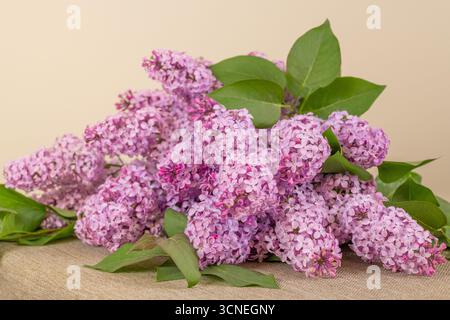Ein Haufen lila Lilien ist auf einem Tisch angeordnet. Die Blumen sind in voller Blüte und so angeordnet, dass sie aussehen wie in einer Vase Stockfoto