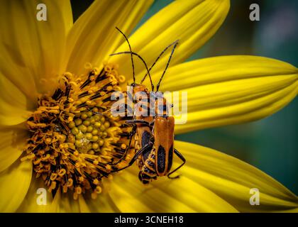 Hellgelbe Sonnenblume mit Einem braunen und schwarzen Käfer in der Mitte Stockfoto