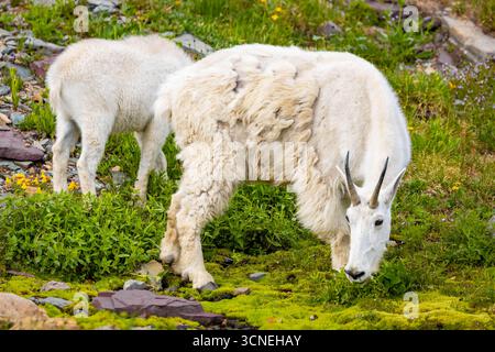 Eine Familie von Bergziegen, darunter ein Kind, wird auf den Hügeln des Glacier National Park gefangen genommen und zeigt ihre natürliche Verbindung in einem rauen Lebensraum Stockfoto