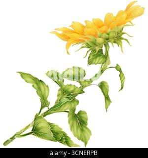 Realistisches botanisches Aquarell mit goldener Umrandung der gelben Sonnenblume mit grünen Blättern, die isoliert auf transparentem Hintergrund wachsen Stockfoto