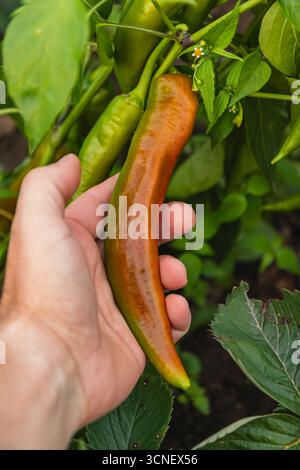 Die Hände halten sanft eine reife Chilischote zwischen grünen Blättern und zeigen eine erfolgreiche Ernte in einem Garten voller üppiger Pflanzen. Stockfoto