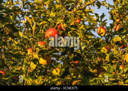 Rote und gelbe Äpfel wachsen auf Ästen, umgeben von grünen Blättern unter einem klaren blauen Himmel. Das warme Sonnenlicht unterstreicht die leuchtenden Farben im orc Stockfoto