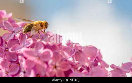 Eine gelbe und schwarze Biene steht auf einer rosa Blume. Die Blume ist groß und lebendig, mit einem tiefrosa Farbton, der sich vom blauen Himmel im abhebt Stockfoto
