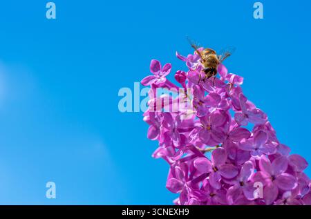 Eine kleine, flauschige Biene thront auf einer wunderschönen violetten Blume, die am klaren blauen Himmel blüht. Die Biene ist damit beschäftigt, Nektar von der Blume zu sammeln Stockfoto