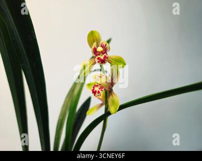 Cymbidium Orchid mit rotgepunkteten Labellum auf minimalem Hintergrund Stockfoto