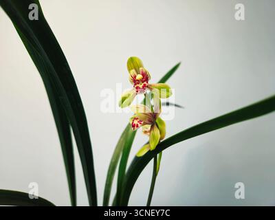 Cymbidium Orchid mit rot gepunkteten Labellum auf sauberem Minimalhintergrund Stockfoto