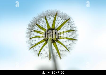 Eine Nahaufnahme einer Löwenzahnblume mit gelbem Zentrum. Die Blume ist von weißen Blütenblättern umgeben und steht im Mittelpunkt des Bildes Stockfoto