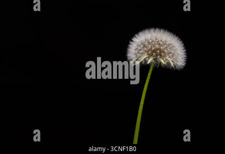 Eine einzelne weiße Blume steht hoch im Dunkeln. Die Blume ist das einzige, was im Bild zu sehen ist, und sie ist der Hauptfokus des Fotos. Die Blac Stockfoto