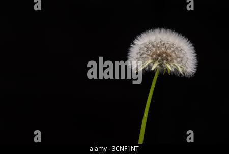 Eine einzelne weiße Blume steht hoch im Dunkeln. Die Blume ist das einzige, was im Bild zu sehen ist, und sie ist der Hauptfokus des Fotos. Die Blac Stockfoto