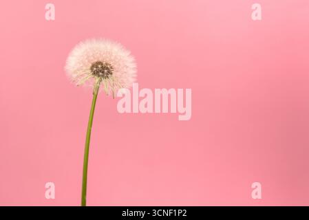 Eine einzelne Blume mit grünem Stiel steht hoch auf einem rosa Hintergrund. Die Blume ist der Hauptfokus des Bildes, und der rosafarbene Hintergrund erzeugt einen Stockfoto