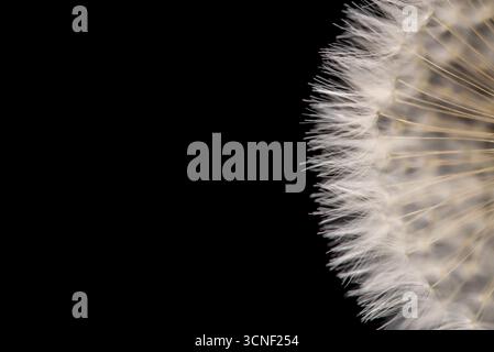 Eine Nahaufnahme einer Blume mit schwarzem Hintergrund. Die Blume ist der Hauptfokus des Bildes, und sie ist ein Löwenzahn. Der schwarze Hintergrund erzeugt einen Sinn Stockfoto